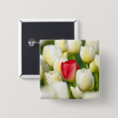 Rote Tulpe auf einem Gebiet der weißen Tulpen Button (Vorne & Hinten)