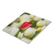 Rote Tulpe auf einem Gebiet der weißen Tulpen Fliese (Seite)