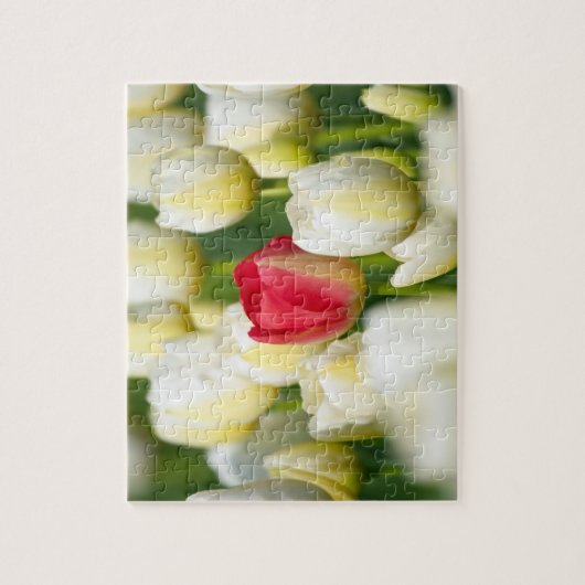 Rote Tulpe auf einem Gebiet der weißen Tulpen Puzzle (Vertikal)