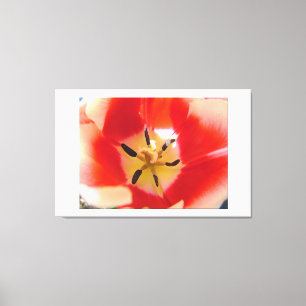 rote Tulpe Blume Makro Bild. Blumengrafik Foto. Leinwanddruck