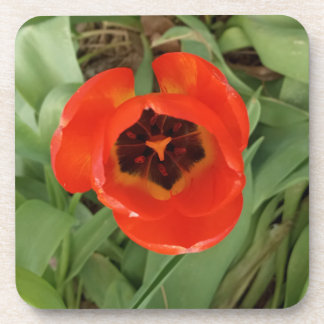 Rote Tulpe Coster Getränkeuntersetzer
