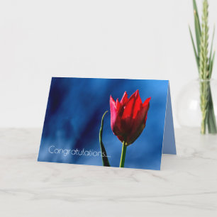 Rote Tulpe Frohen Scheidungstag Karte