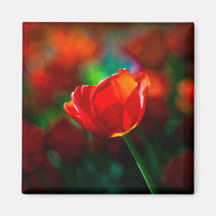 Rote Tulpe - Geheimnis des Blühens Magnet