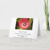 Rote Tulpe I Feiertagskarte (Rückseite)