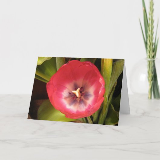 Rote Tulpe I Feiertagskarte (Vorderseite)