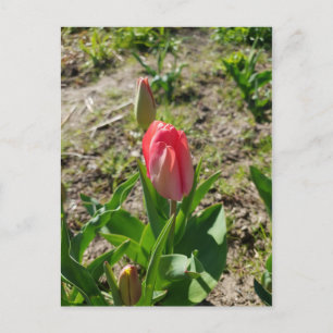 Rote Tulpe in der Park Postkarte