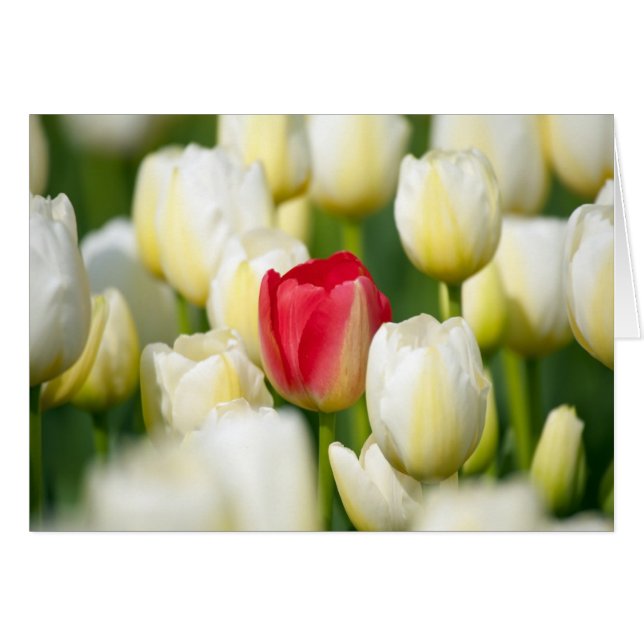 Rote Tulpe in einem Feld mit weißen Tulpen (Vorderseite (Horizontal))