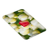 Rote Tulpe in einem Feld mit weißen Tulpen Magnet (Rechte Seite)