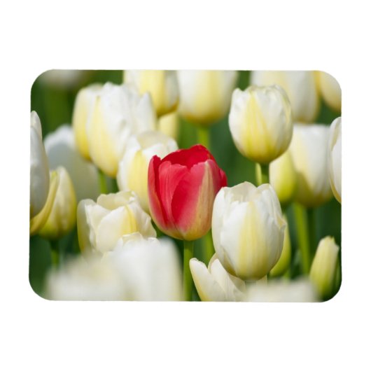 Rote Tulpe in einem Feld mit weißen Tulpen Magnet (Horizontal)
