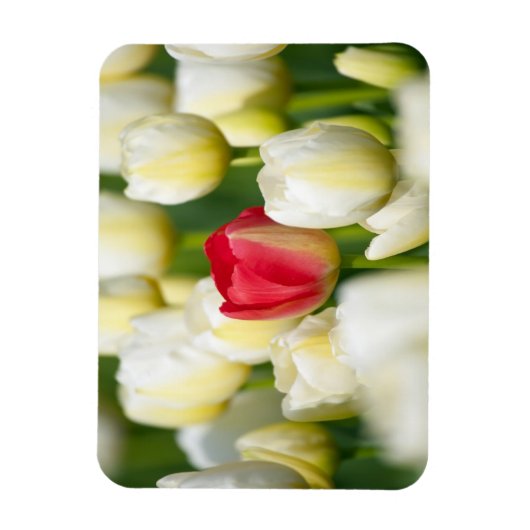 Rote Tulpe in einem Feld mit weißen Tulpen Magnet (Vertikal)