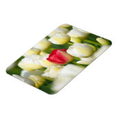 Rote Tulpe in einem Feld mit weißen Tulpen Magnet (Linke Seite)