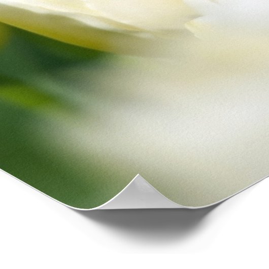 Rote Tulpe in einem Feld mit weißen Tulpen Poster (Ecke)