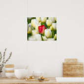 Rote Tulpe in einem Feld mit weißen Tulpen Poster (Küche)