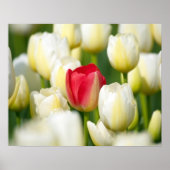 Rote Tulpe in einem Feld mit weißen Tulpen Poster (Vorne)