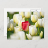 Rote Tulpe in einem Feld mit weißen Tulpen Postkarte (Vorne/Hinten)
