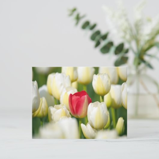 Rote Tulpe in einem Feld mit weißen Tulpen Postkarte (Stehend Vorderseite)
