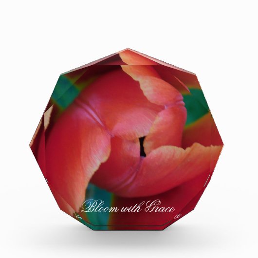 Rote Tulpe Makrofoto Kunst Block (Vorderseite)