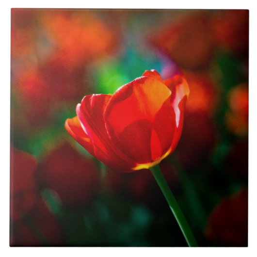 Rote Tulpe - Mysterium der Blüte Fliese (Vorderseite)