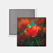 Rote Tulpe - Mysterium der Blüte Magnet (Vorderseite/Rückseite)
