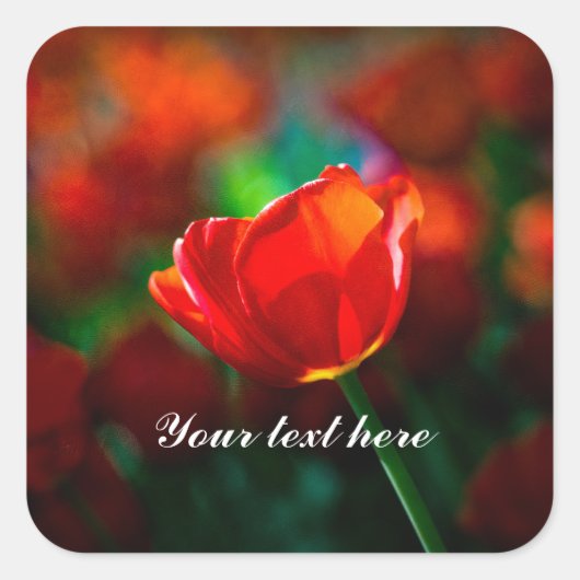 Rote Tulpe - Mysterium der Blüte Quadratischer Aufkleber (Vorderseite)