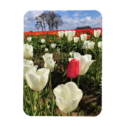Rote Tulpe sticht heraus, Oregon Magnet (Vertikal)