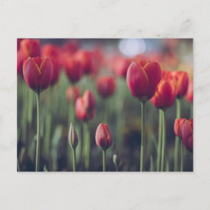 Rote Tulpe und Rose Florale Blumenfotografie Postkarte