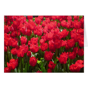 Rote Tulpen