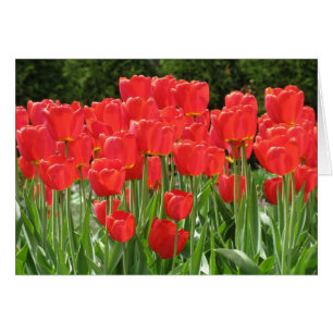 Rote Tulpen