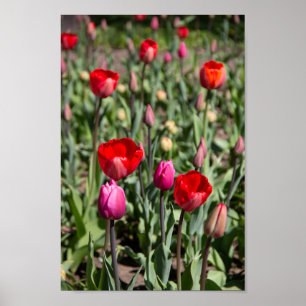 Rote Tulpen an einem Sommertag Poster