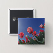 Rote Tulpen aus sehr geringem Winkel, Cincinnati, Button (Vorne & Hinten)