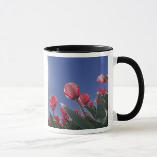 Rote Tulpen aus sehr geringem Winkel, Cincinnati, Tasse