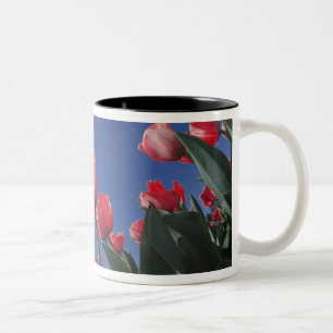 Rote Tulpen aus sehr geringem Winkel, Cincinnati, Zweifarbige Tasse