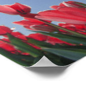 Rote Tulpen aus sehr niedrigem Winkel, Cincinnati, Poster (Ecke)