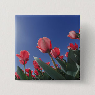 Rote Tulpen aus sehr niedriger Perspektive, Cincin Button