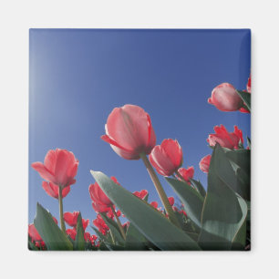 Rote Tulpen aus sehr niedriger Perspektive, Cincin Magnet
