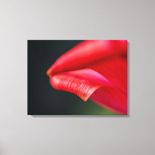 Rote Tulpen-Blütenblatt Nahaufnahme Makrofotografi Leinwanddruck