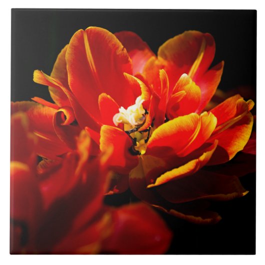 Rote Tulpen dunkler Hintergrund Fliese (Vorderseite)