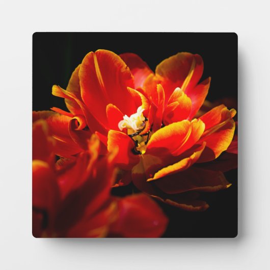 Rote Tulpen dunkler Hintergrund Fotoplatte (Vorderseite)