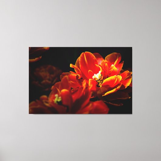 Rote Tulpen dunkler Hintergrund Leinwanddruck (Vorderseite)