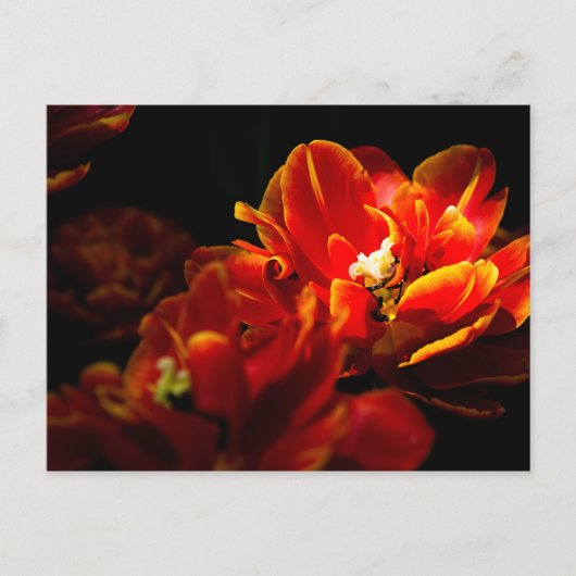 Rote Tulpen dunkler Hintergrund Postkarte (Vorderseite)