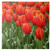 Rote Tulpen Fliese (Vorderseite)