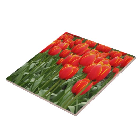 Rote Tulpen Fliese (Seite)