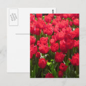 rote Tulpen Flora Postkarte (Vorne/Hinten)