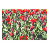 Rote Tulpen Fotodruck (Vorne)