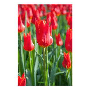 Rote Tulpen Fotodruck