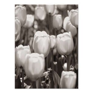 Rote Tulpen Fotodruck. Fotoabzug Fotodruck