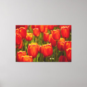 Rote Tulpen Fotodruck. Leinwanddruck