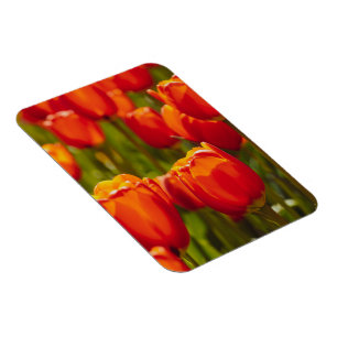 Rote Tulpen Fotodruck. Magnet