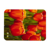 Rote Tulpen Fotodruck. Magnet (Horizontal)