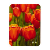 Rote Tulpen Fotodruck. Magnet (Vertikal)